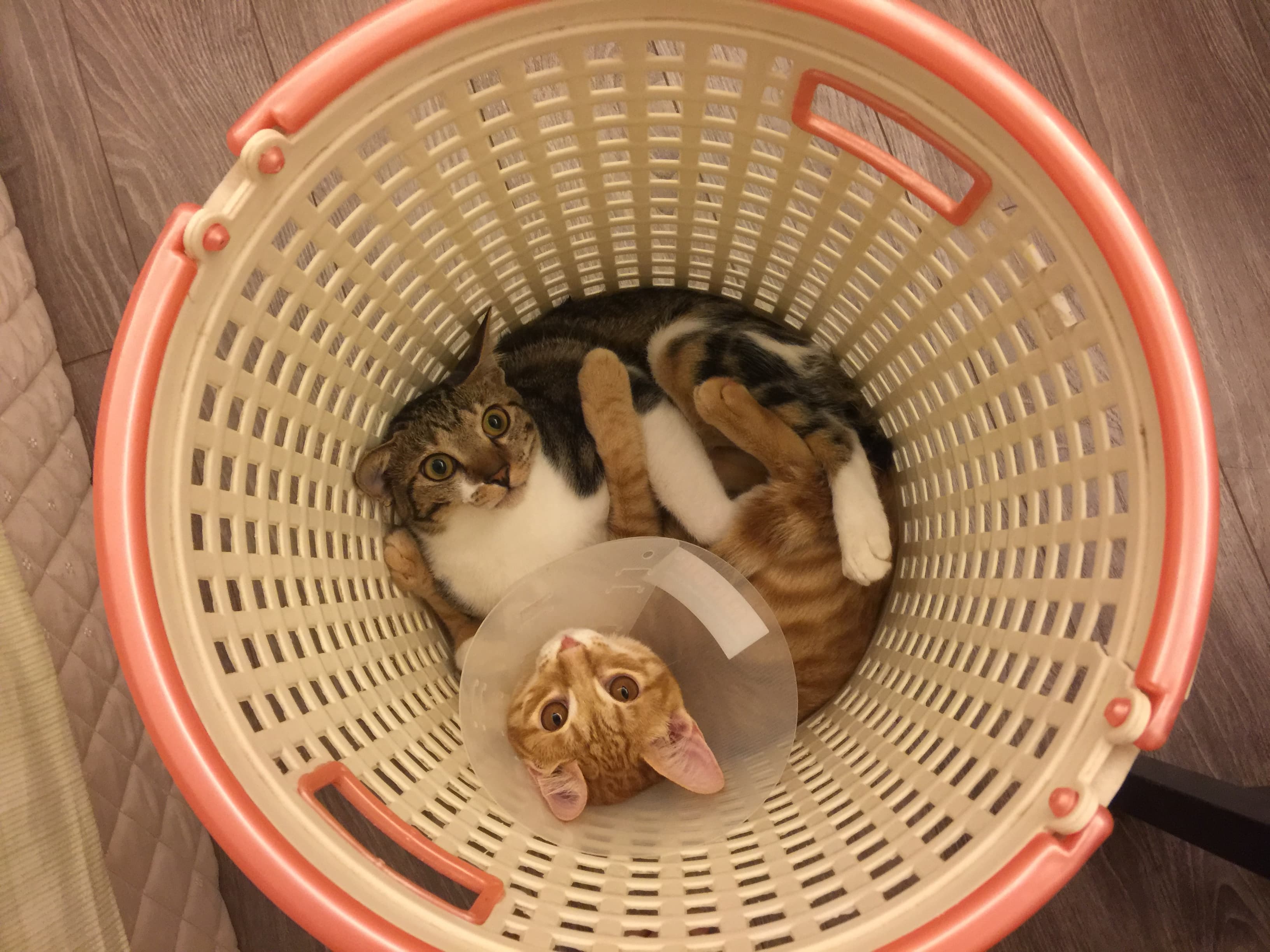 黃頂軒